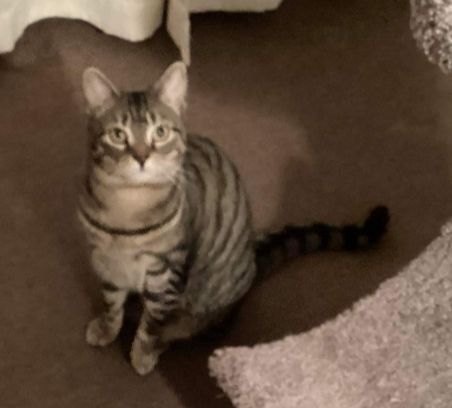 Betty White, Adoptable, Young Female Domestic Short Hair.