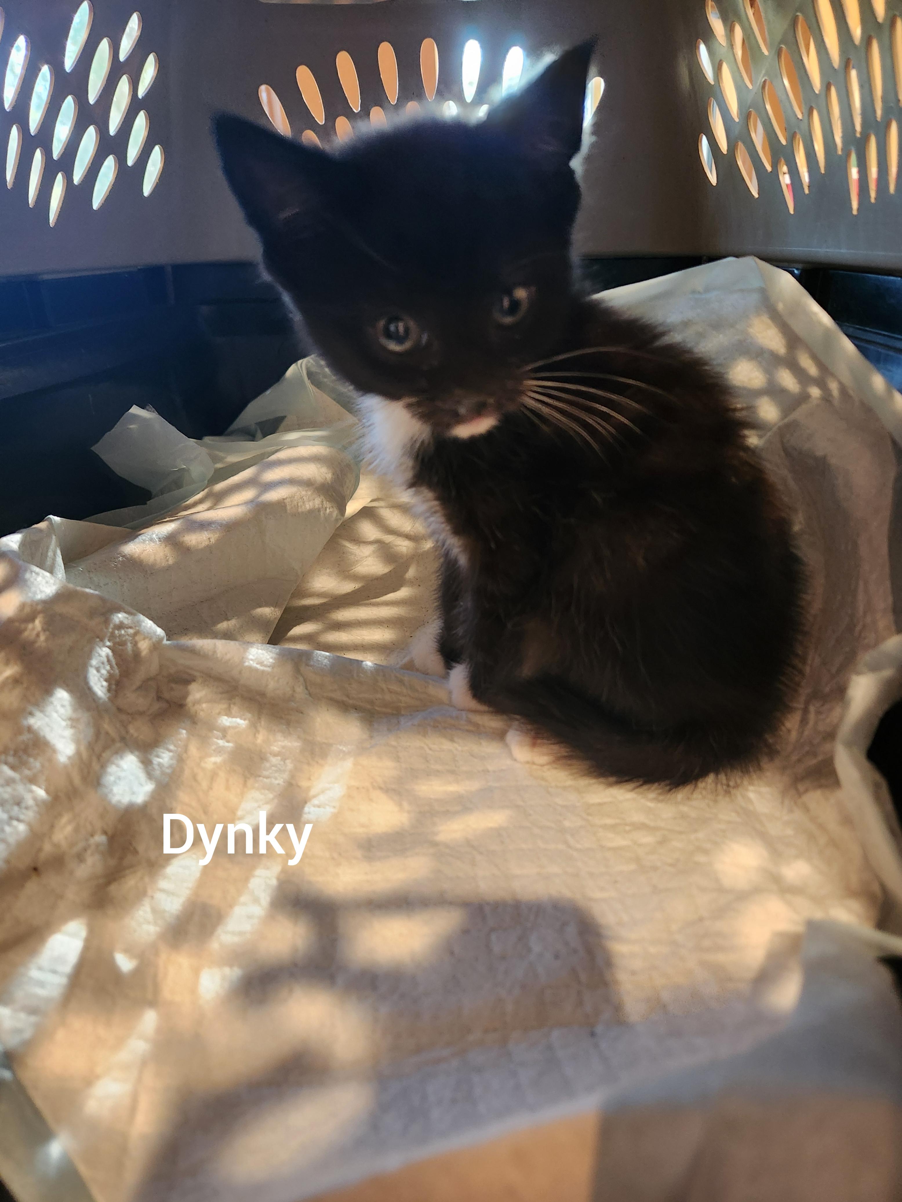 Dinky ( Orlando Fl), Adoptable, Kitten Male American Shorthair.