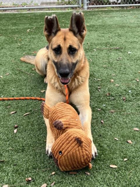 LADYBIRD, Adoptable, Adult Female German Shepherd Dog.
