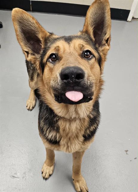 Ivan, adopted, Adult Male German Shepherd Dog.