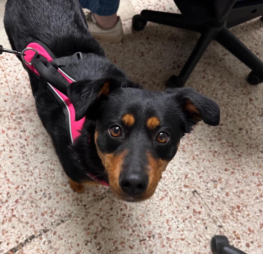 Dixie, Adoptable, Adult Female Rottweiler.