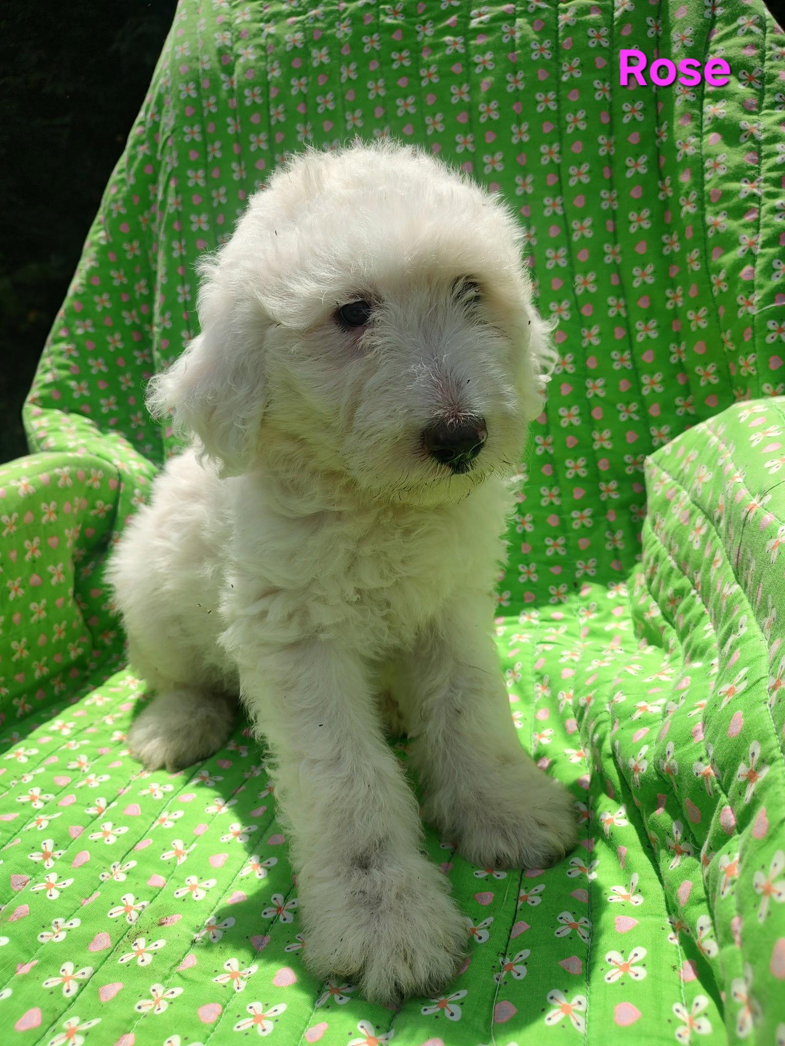 Rose, Adoptable, Puppy Female Great Pyrenees & Standard Poodle.