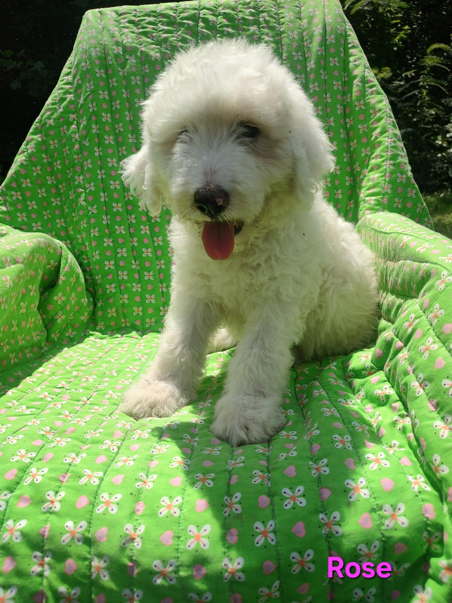 Rose, a Adoptable mixed breed in Croydon, NH image 2/2