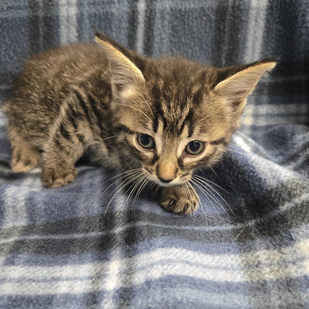 Cap'n Crunch, Adoptable, Kitten Male Domestic Short Hair.