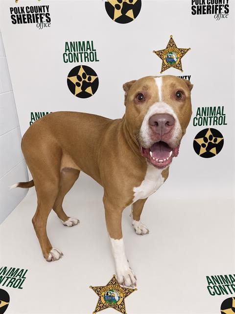 JESSENIA, Adoptable, Adult Female American Bulldog & Mixed Breed.
