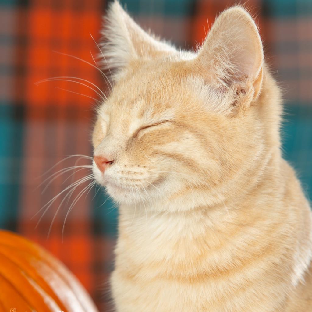 Francesca, a Adoptable Domestic Short Hair in Springfield, MO image 1/5