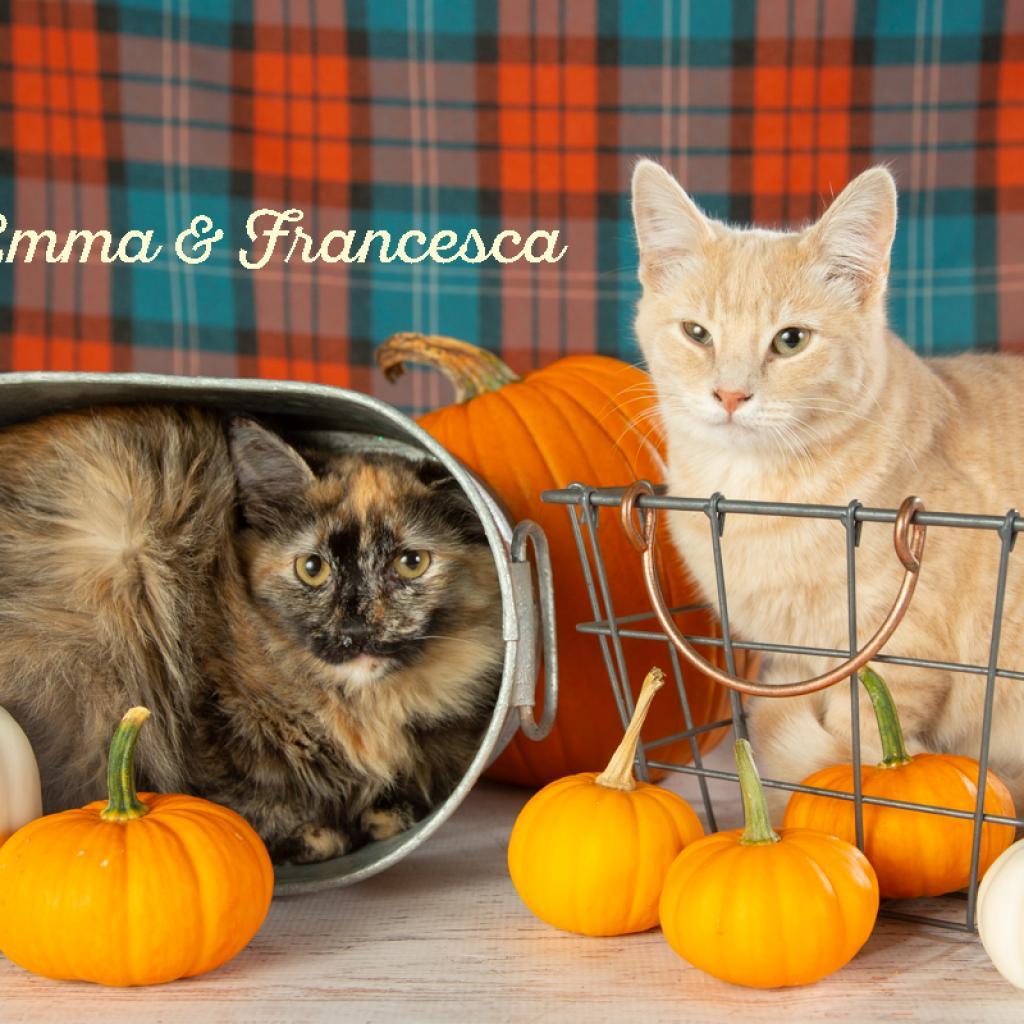 Francesca, a Adoptable Domestic Short Hair in Springfield, MO image 2/5