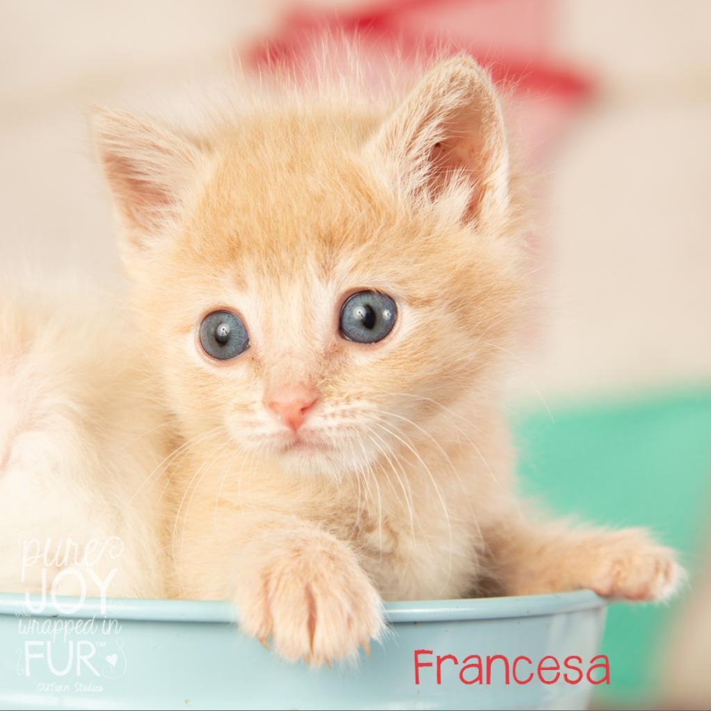 Francesca, a Adoptable Domestic Short Hair in Springfield, MO image 3/5
