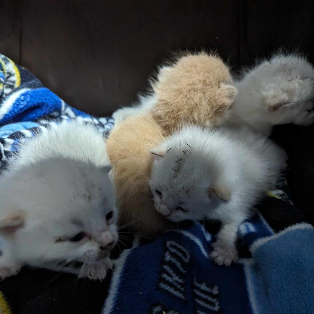 Francesca, a Adoptable Domestic Short Hair in Springfield, MO image 4/5