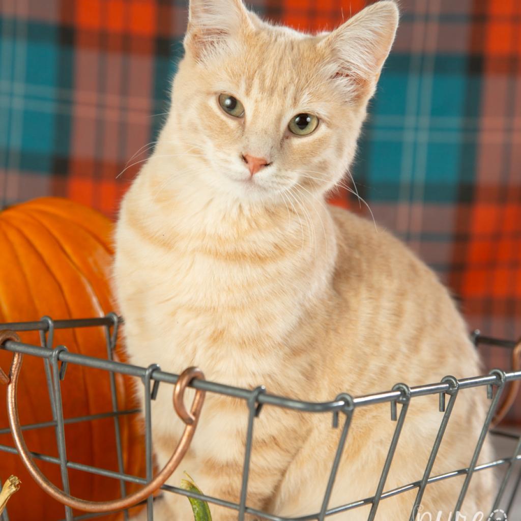 Francesca, a Adoptable Domestic Short Hair in Springfield, MO image 5/5