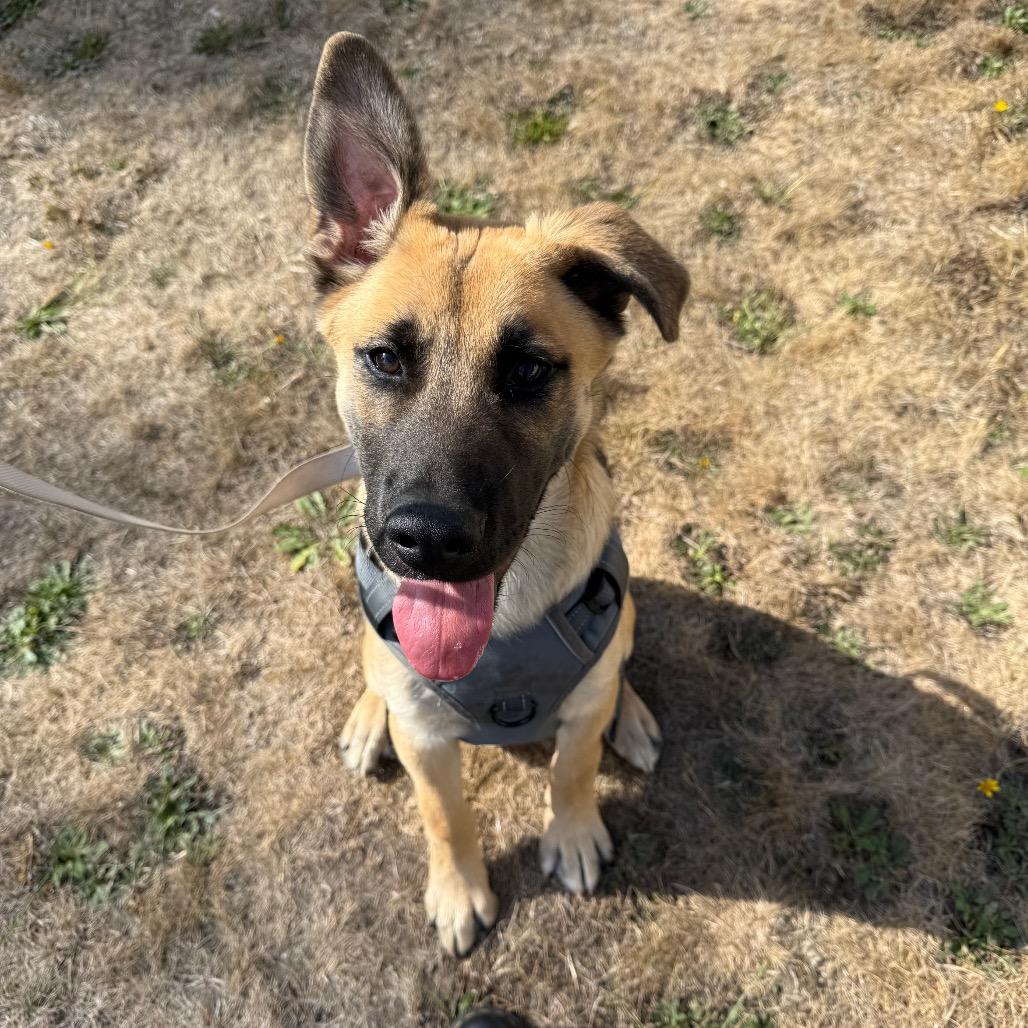 Wiley, Adoptable, Young Male German Shepherd Dog & Husky.