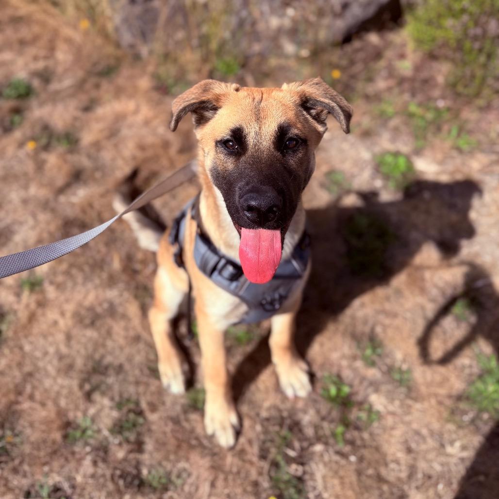 Enlarge Wiley, a Adoptable mixed breed in Port Angeles, WA image 2/2