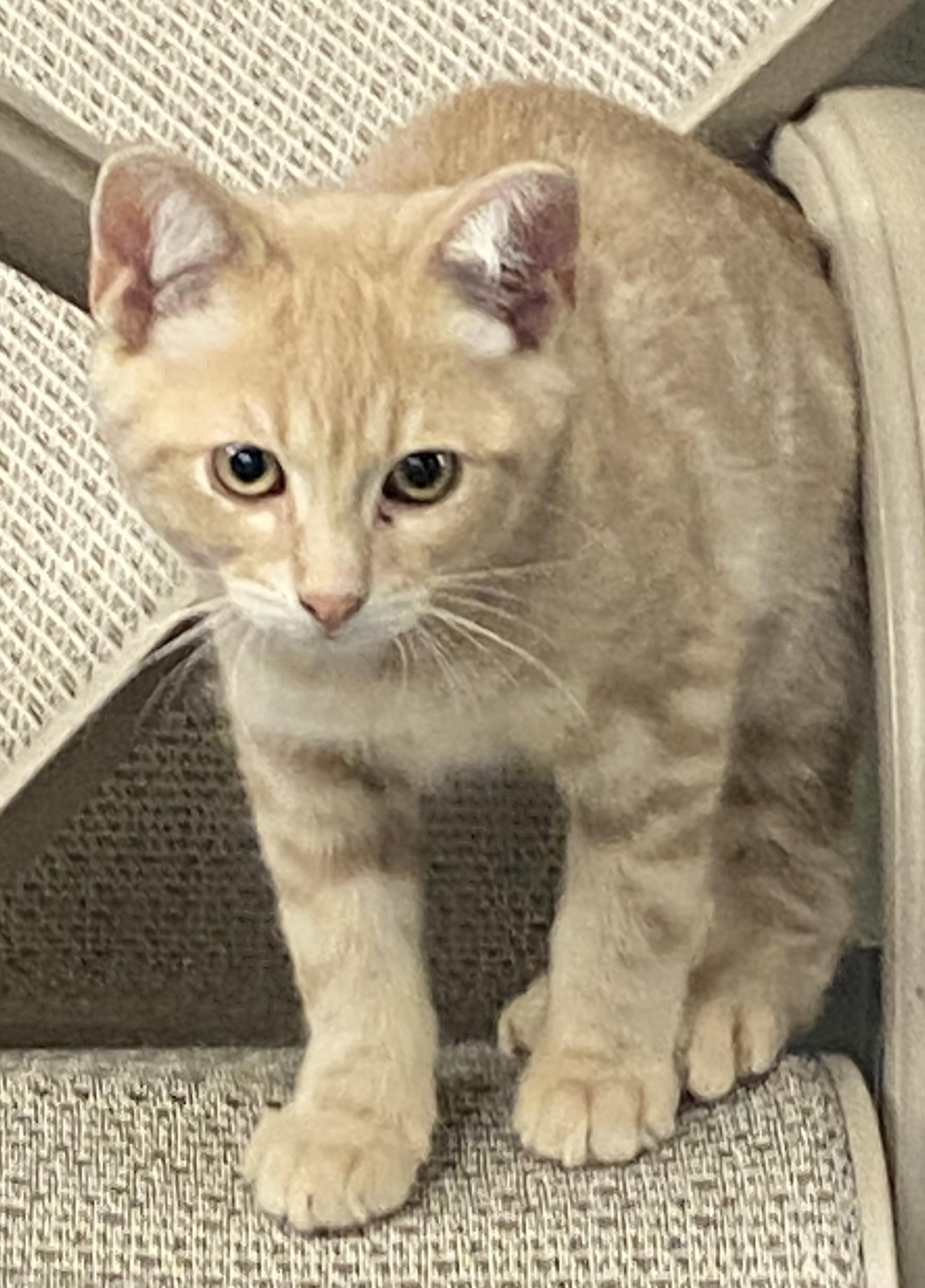 Titan, a ADOPTABLE Domestic Short Hair in Salem, NH image 1/2