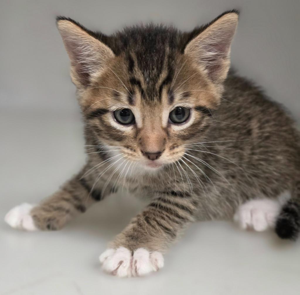 Kitten B photo