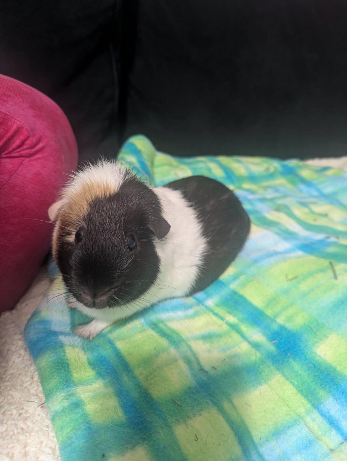Enlarge Chip, a Adoptable Short-Haired in Edgewood, WA image 2/2