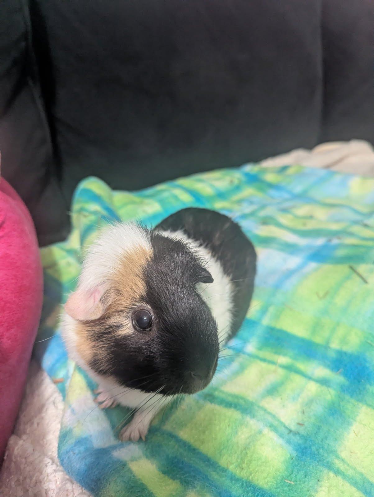 Chip, Adoptable, Adult Female Short-Haired.