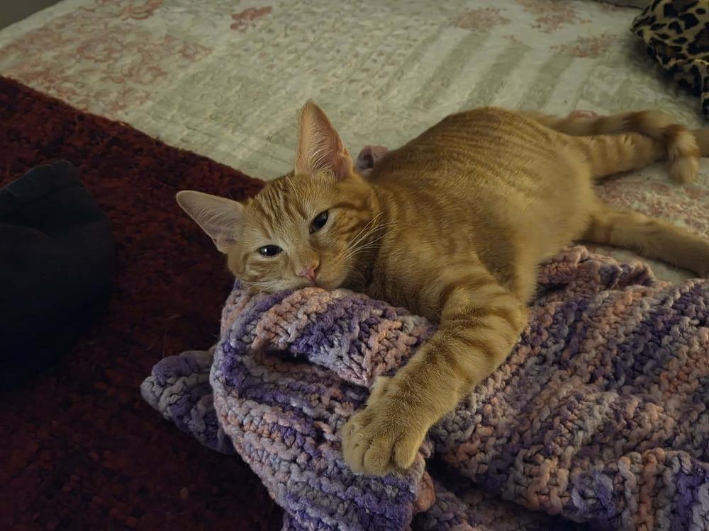 Enlarge Bits, a Adoptable mixed breed in Lebanon, OR image 1/6