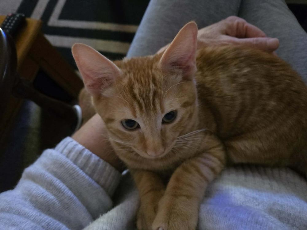 Enlarge Bits, a Adoptable mixed breed in Lebanon, OR image 2/6