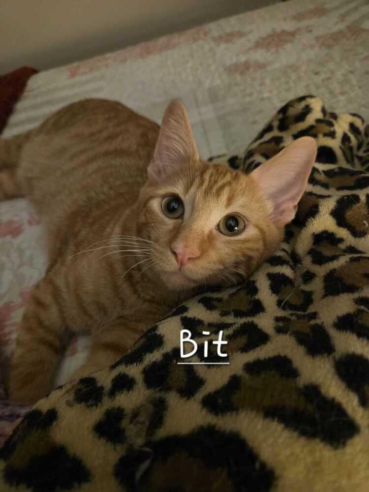 Enlarge Bits, a Adoptable mixed breed in Lebanon, OR image 3/6