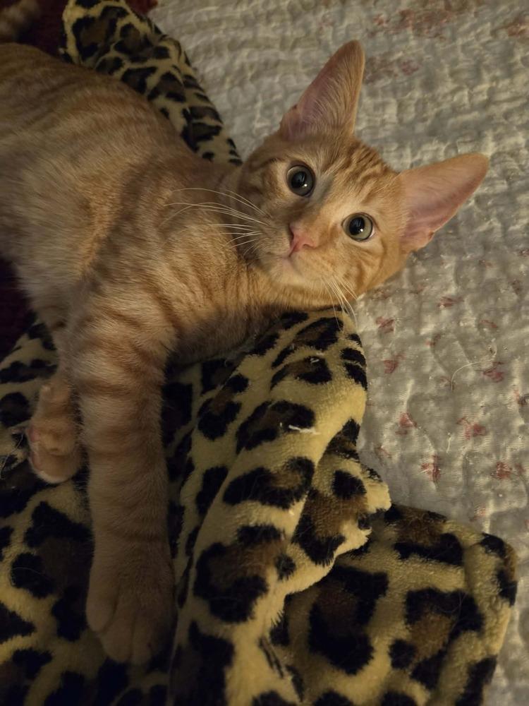 Enlarge Bits, a Adoptable mixed breed in Lebanon, OR image 4/6