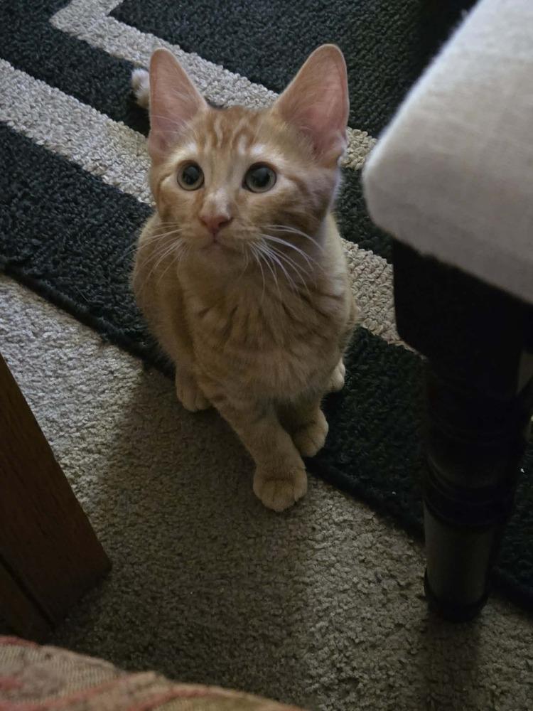 Enlarge Bits, a Adoptable mixed breed in Lebanon, OR image 5/6