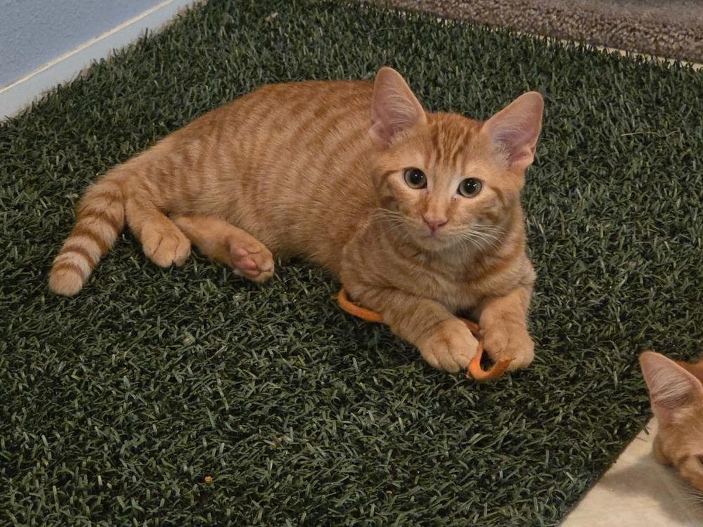 Enlarge Bits, a Adoptable mixed breed in Lebanon, OR image 6/6