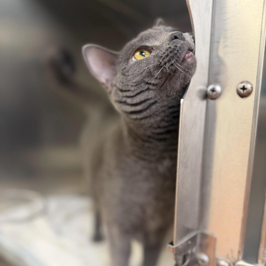 Willow, Adoptable, Adult Female Domestic Short Hair.