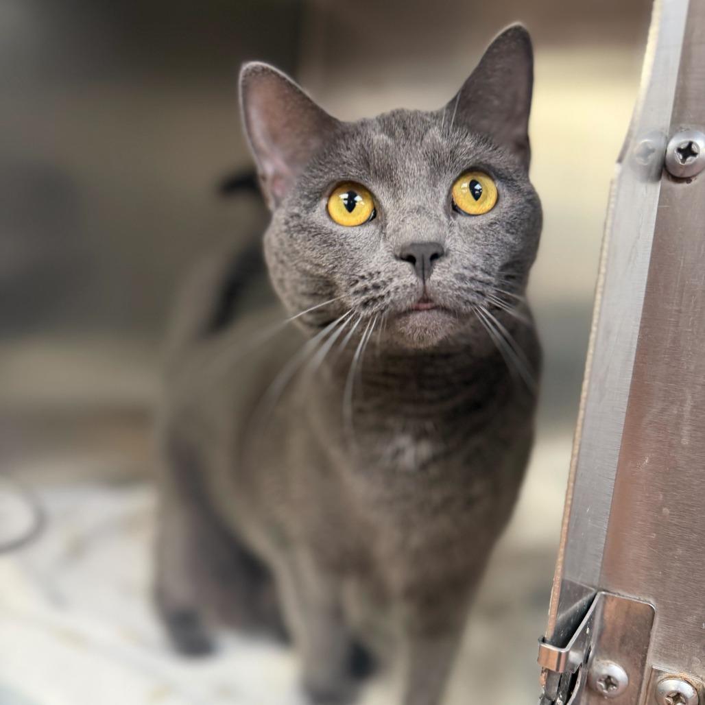 Willow, a Adoptable Domestic Short Hair in Conshohocken, PA image 2/5