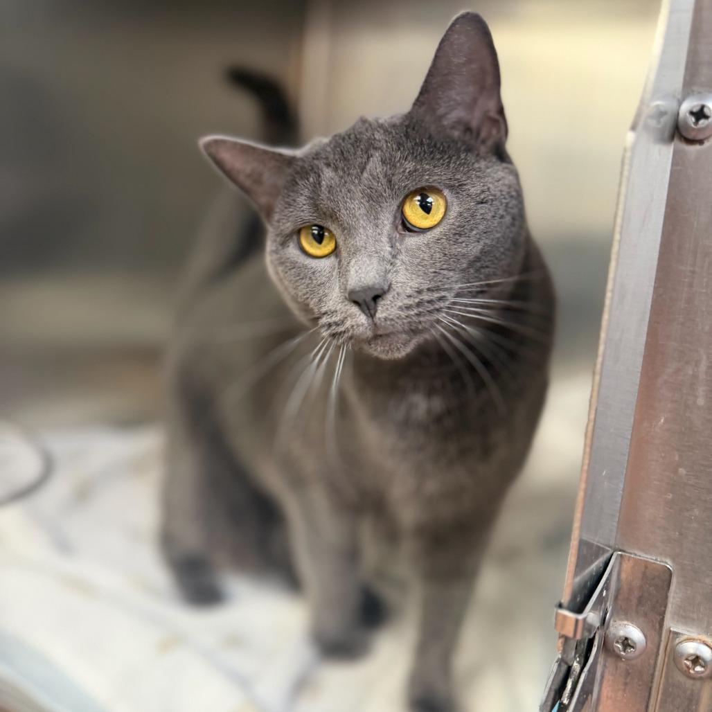 Willow, a Adoptable Domestic Short Hair in Conshohocken, PA image 3/5