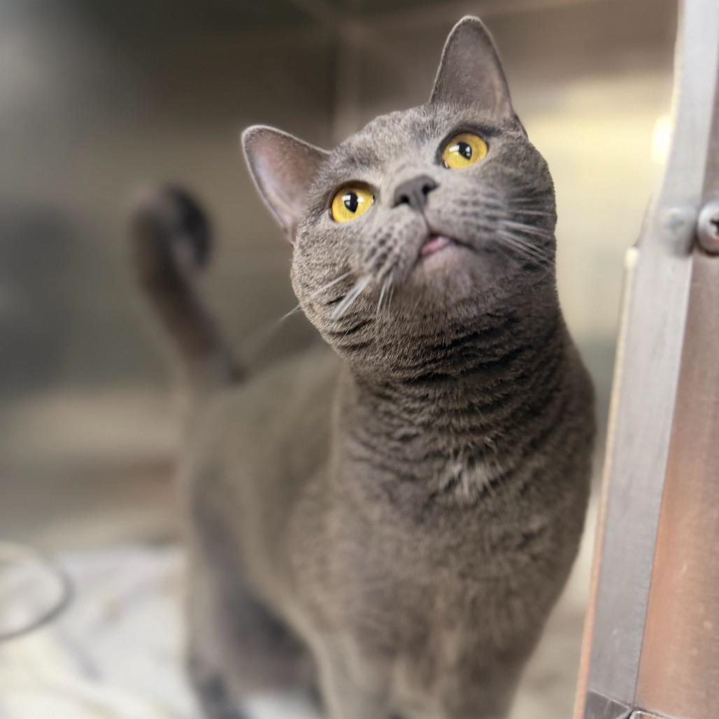 Willow, a Adoptable Domestic Short Hair in Conshohocken, PA image 4/5