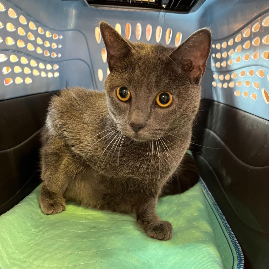 Willow, a Adoptable Domestic Short Hair in Conshohocken, PA image 5/5