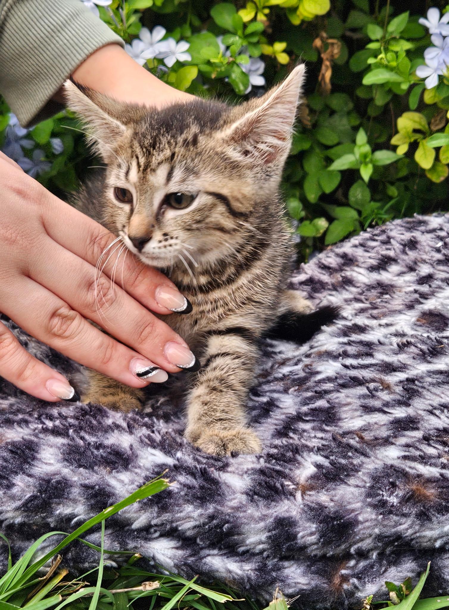 Enlarge Olive, a Adoptable Domestic Short Hair in Brooksville, FL image 1/2