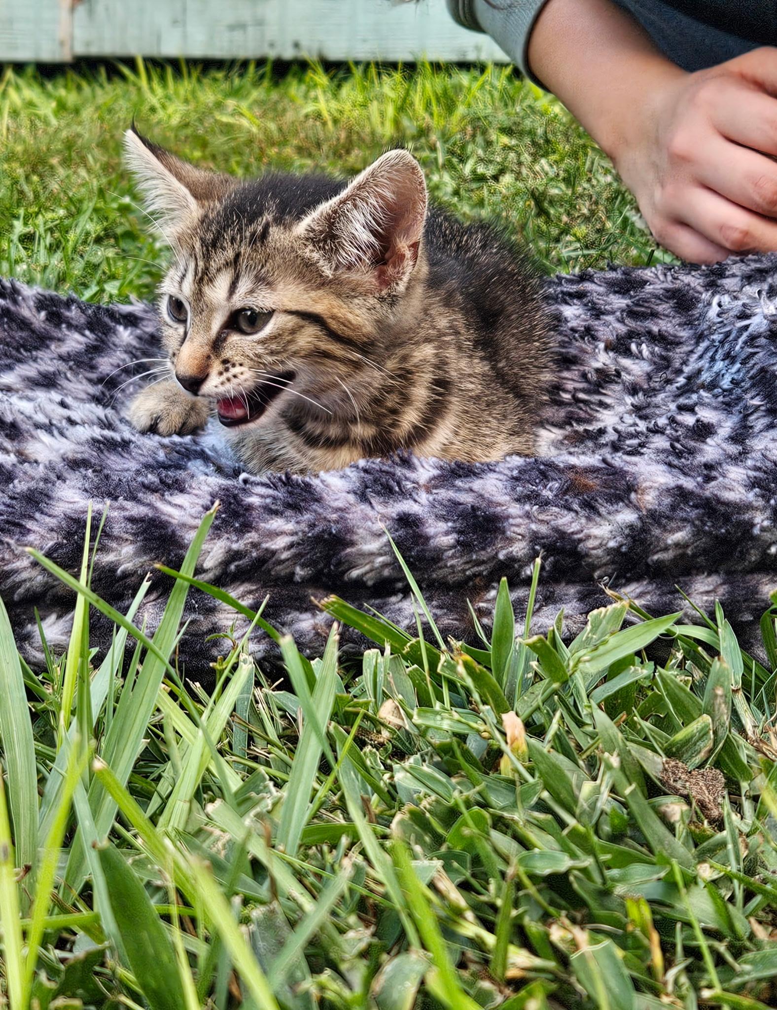 Enlarge Olive, a Adoptable Domestic Short Hair in Brooksville, FL image 2/2