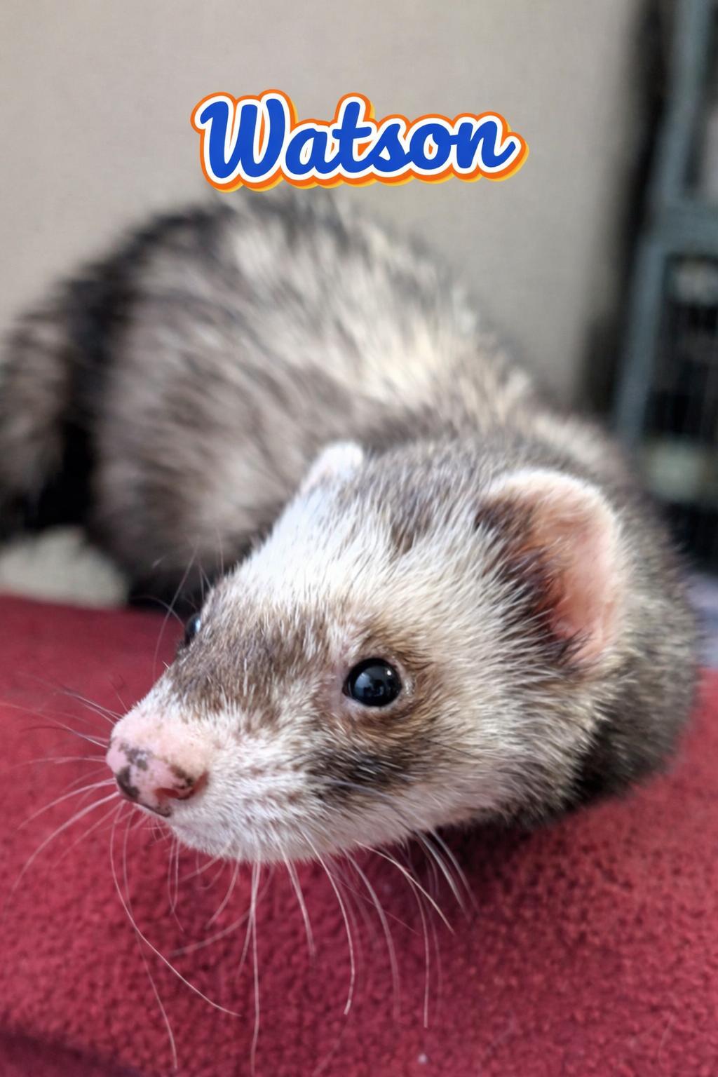 Watson, ADOPTABLE, Adult Male Ferret.