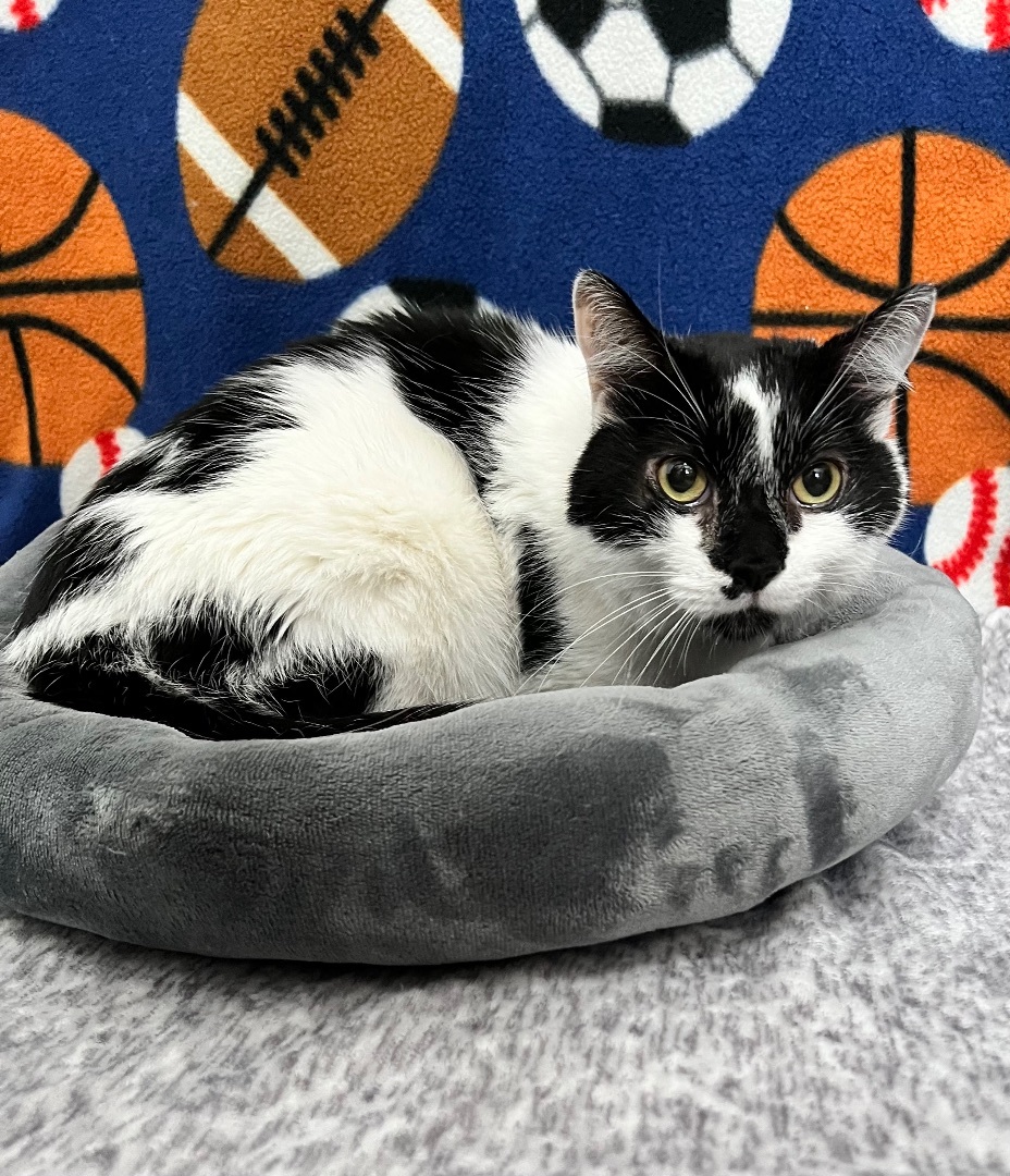 Montana, Adopted, Adult Male Domestic Short Hair.