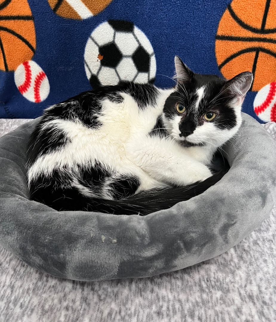 Enlarge Montana, a Adopted mixed breed in Discovery Bay, CA image 2/2