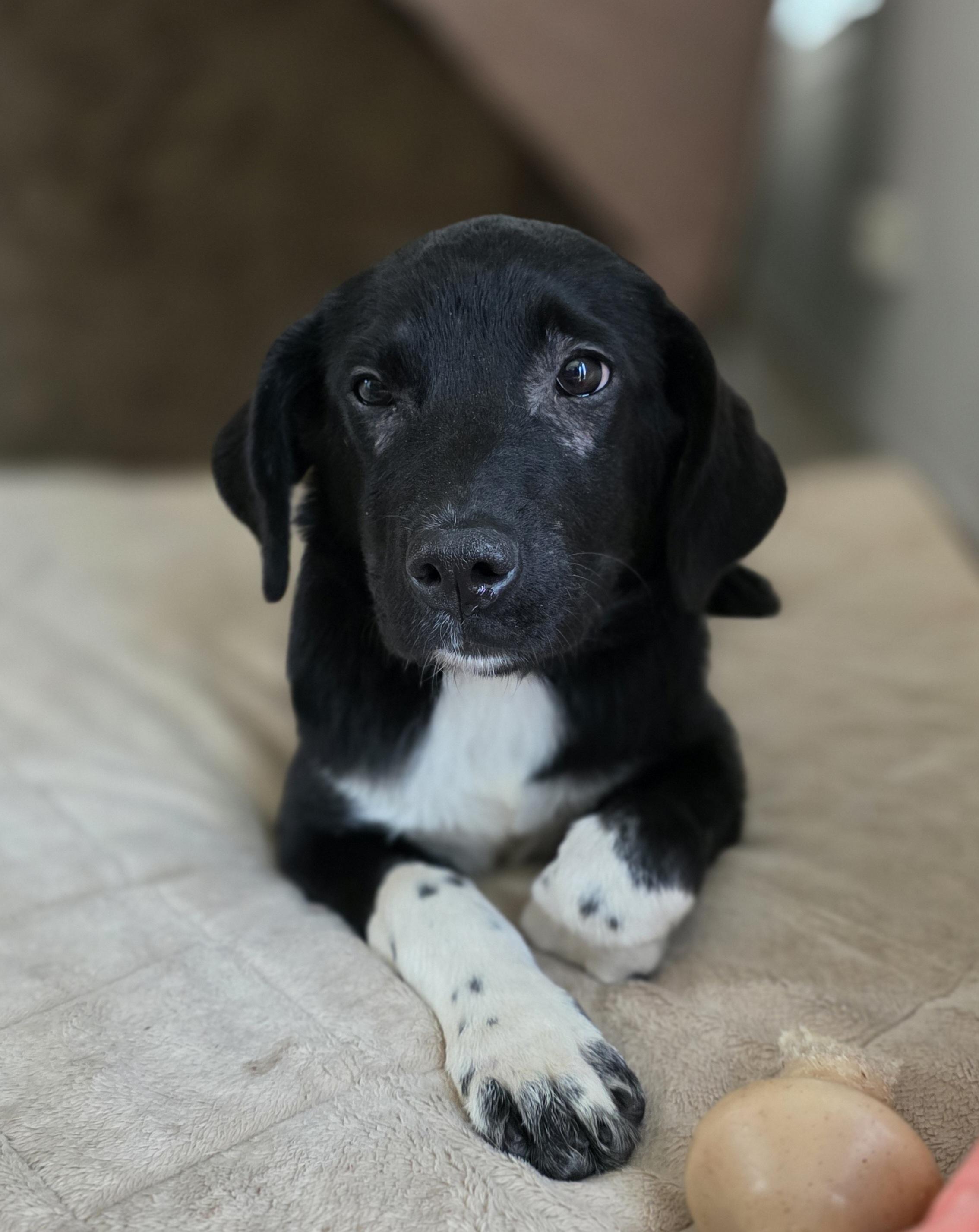 Willow, ADOPTABLE, Puppy Female Black Labrador Retriever & Border Collie.