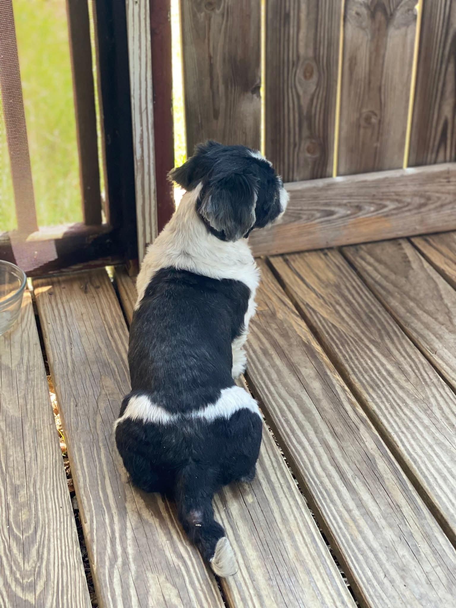 Enlarge Ozzy, a Adopted Shih Tzu in Toney, AL image 2/3
