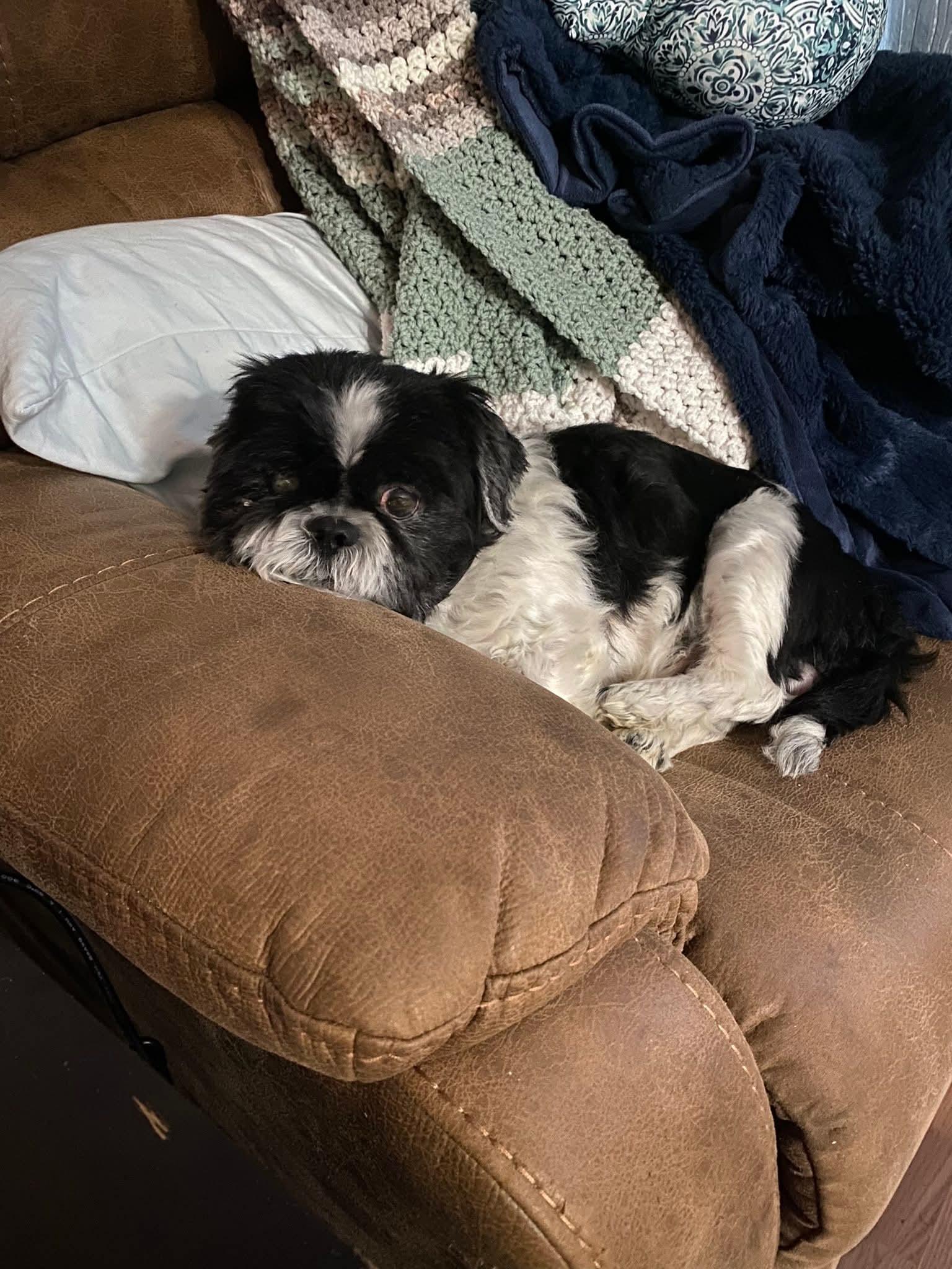Enlarge Ozzy, a Adopted Shih Tzu in Toney, AL image 3/3