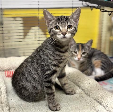 Enlarge Shiitake, a ADOPTABLE mixed breed in Long Beach, WA image 4/4