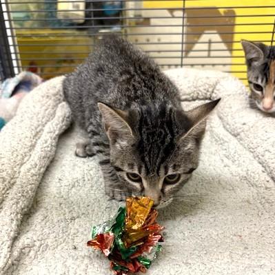 Enlarge Shiitake, a ADOPTABLE mixed breed in Long Beach, WA image 2/4