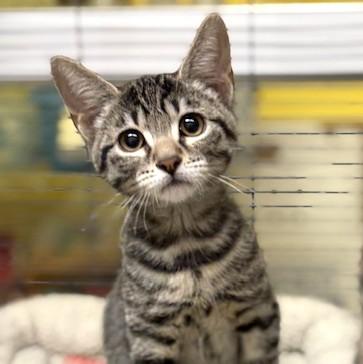 Enlarge Shiitake, a ADOPTABLE mixed breed in Long Beach, WA image 3/4