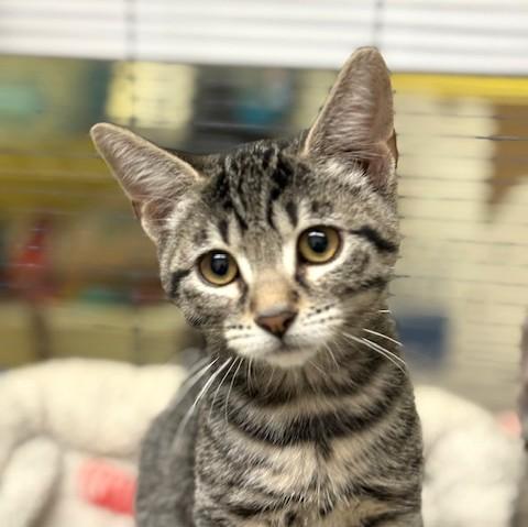 Shiitake, ADOPTABLE, Kitten Male Domestic Short Hair & Tabby.
