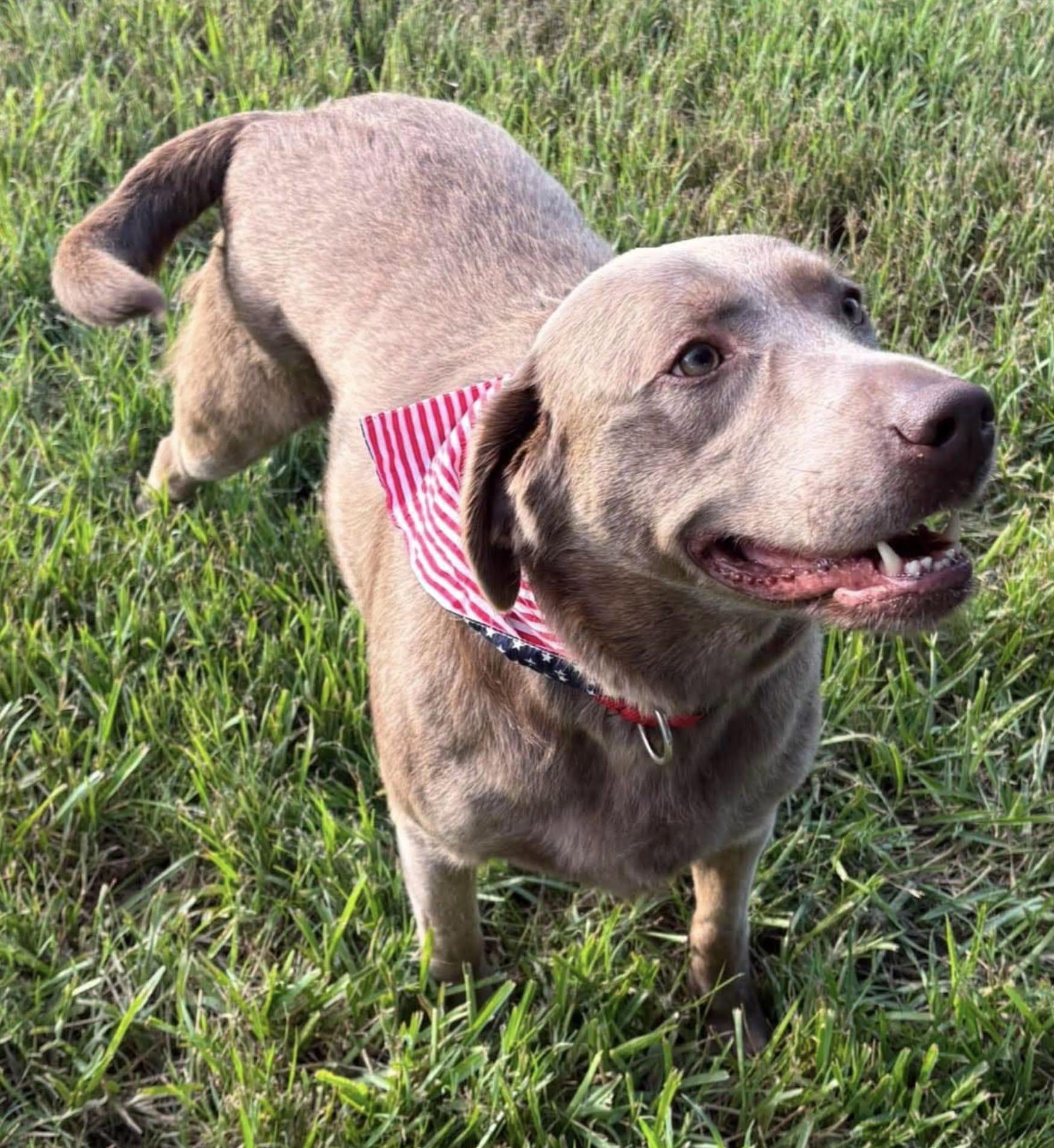 Blanche, adopted, Adult Female Labrador Retriever.