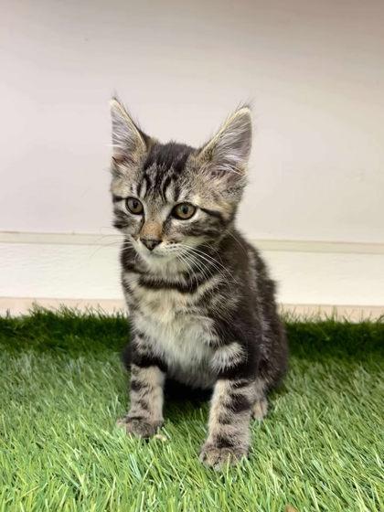 Newt, Baby Male Domestic Short Hair
