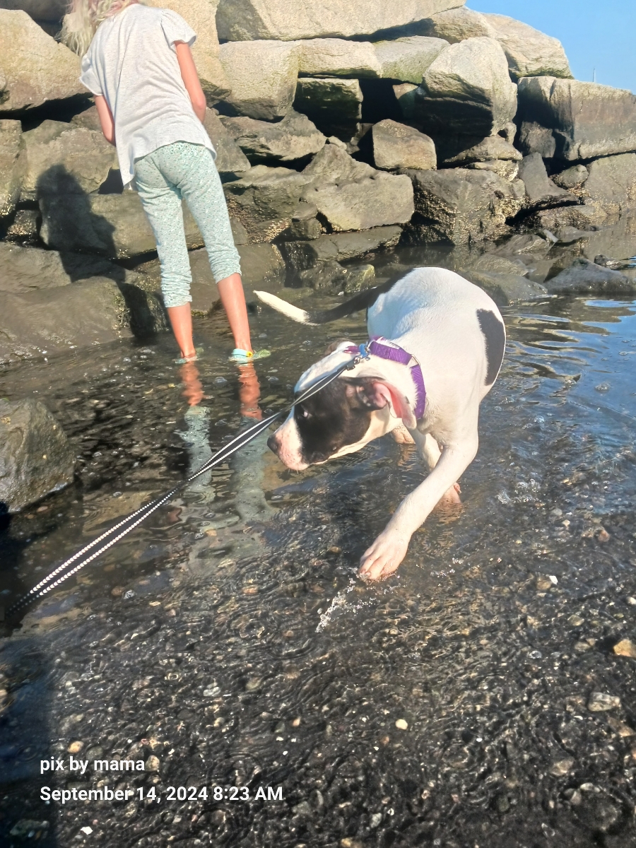 Enlarge Patches, a Adopted mixed breed in Cranston, RI image 3/5