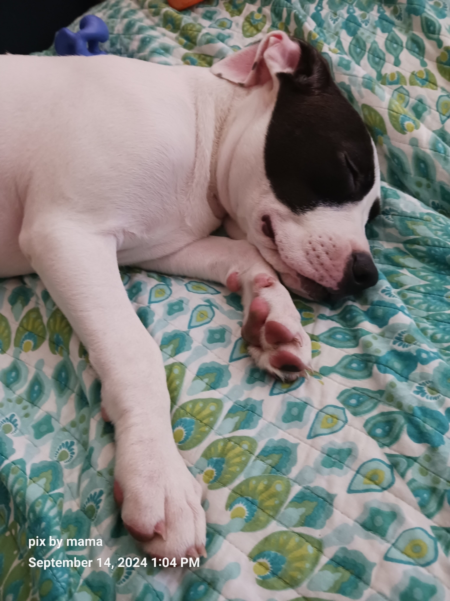 Enlarge Patches, a Adopted mixed breed in Cranston, RI image 5/5