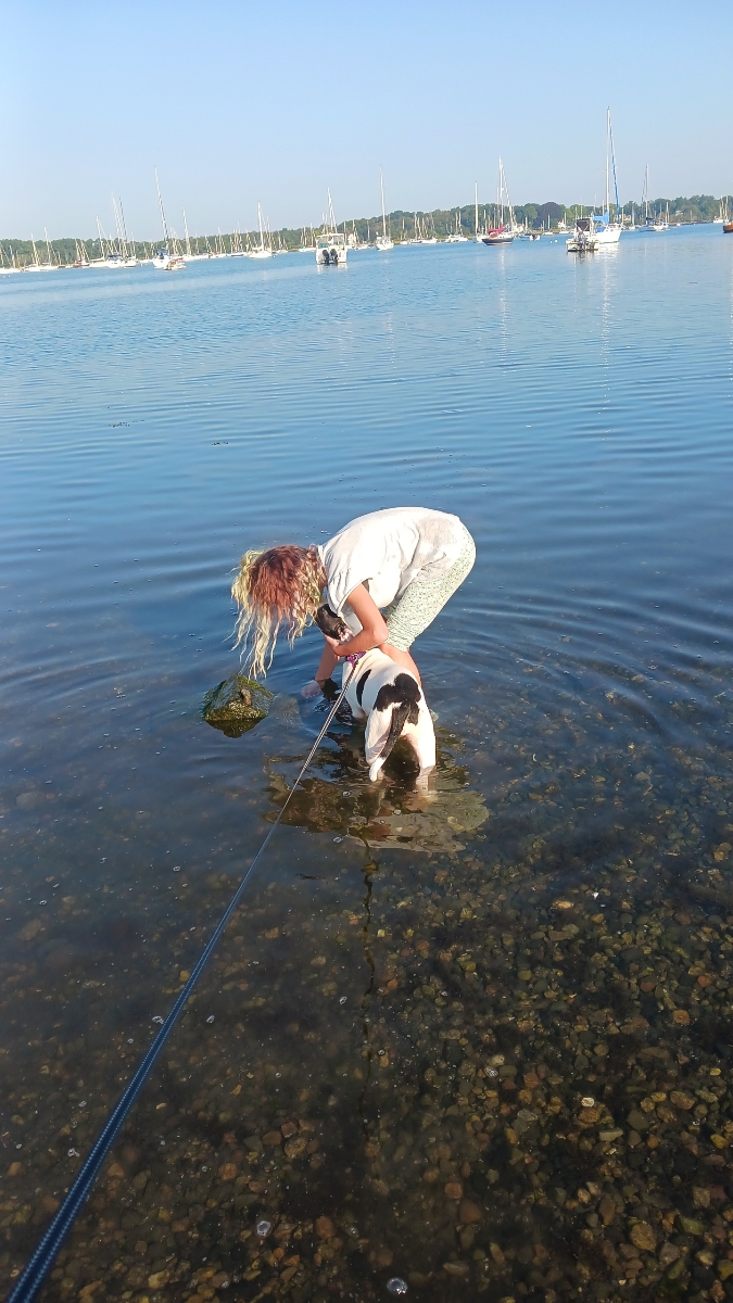 Enlarge Patches, a Adopted mixed breed in Cranston, RI image 2/5