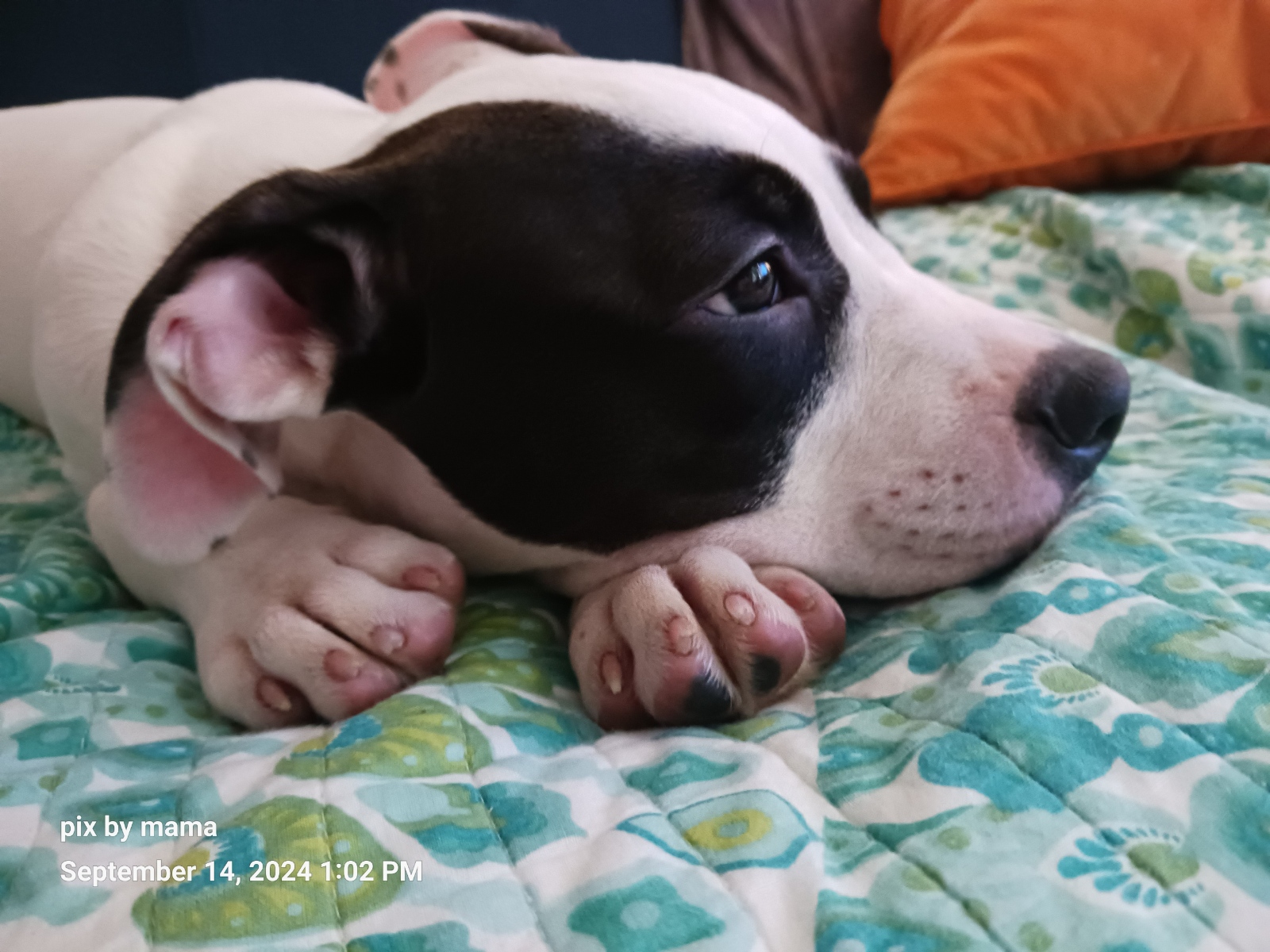 Enlarge Patches, a Adopted mixed breed in Cranston, RI image 1/5