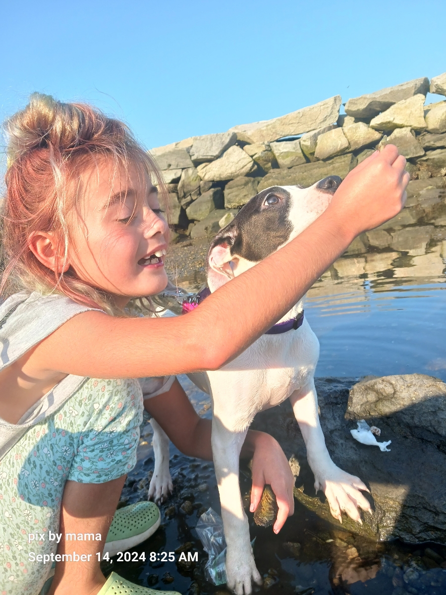 Enlarge Patches, a Adopted mixed breed in Cranston, RI image 4/5